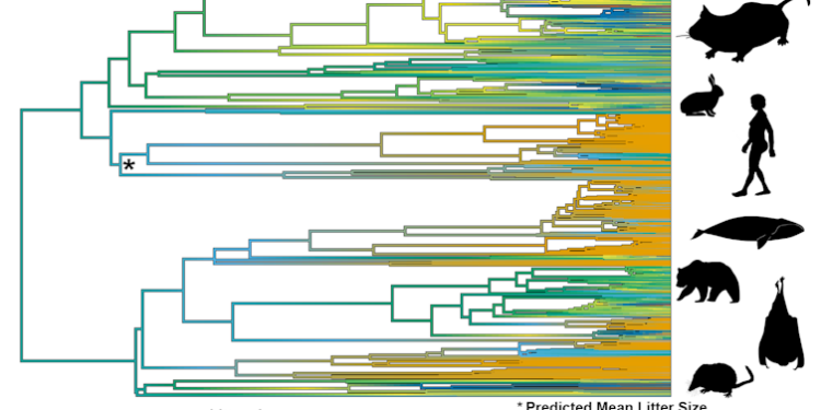 Family tree showing litter size in mammals