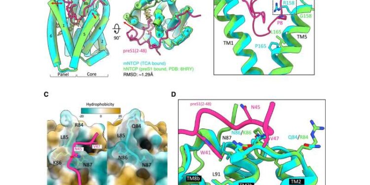 Unraveling the viral puzzle of why humans are susceptible to hepatitis B virus, but monkeys are not