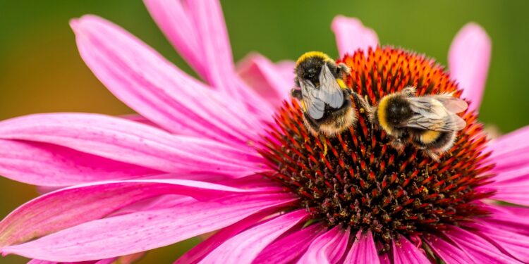 We need to call on Amazon to help save the bees