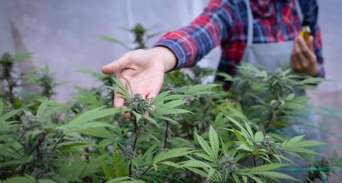 A grower in a marijuana warehouse.