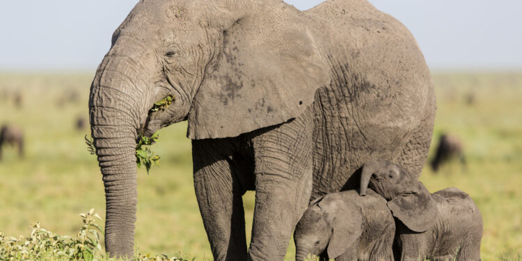 Why It’s Remarkably Rare for Elephants to Give Birth to Twins