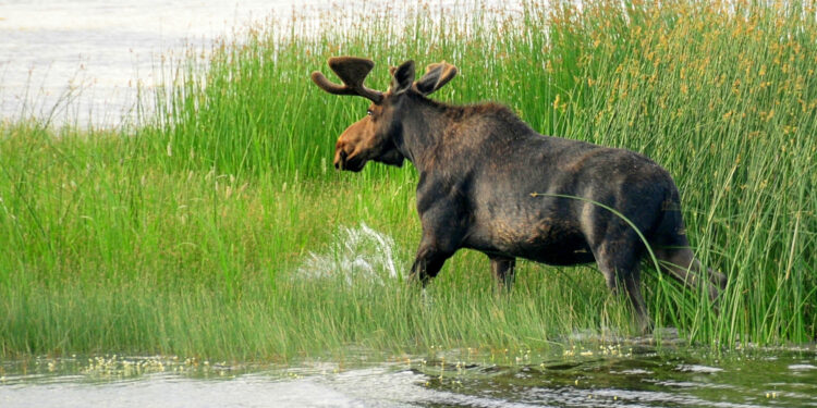 Seeds travel via a moose's fur, increasing biodiversity in wetlands. Tom Koerner/USFWS Mountain-Prairie on Wiki Commons