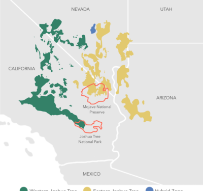 With Hotter, Drier Weather, California’s Joshua Trees Are in Trouble