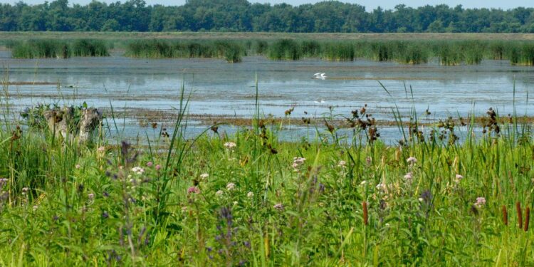 Worried about flooding? Wetlands are part of nature’s solution.