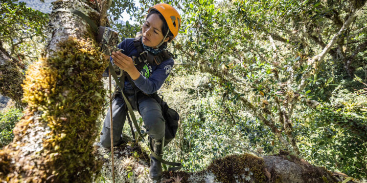 National Geographic Explorer, Ruthmery Pillco Huarcaya, attaches a trail camera to the branch of a tall tree in the buffer Zone of Manu National Park, Madre de Dios. Photo courtesy of Pablo Durana via National Geographic and Rolex Perpetual Planet Amazon Expedition.