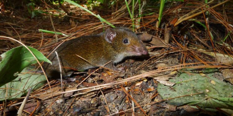 The vampire-like Hylomys macarong hedgehog